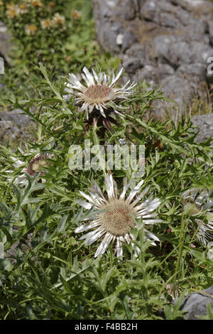 Carlina Acaulis, stammlose Carline thistle Stockfoto