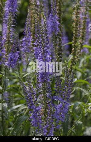 Veronica Longifolia, Garten-Ehrenpreis Stockfoto