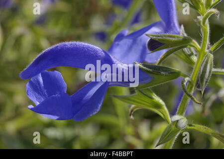 Salvia Patens Panama blau, Enzian, Salbei Stockfoto