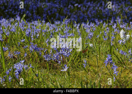 Scilla Siberica, Sibirischer Blaustern, Holz Blaustern Stockfoto