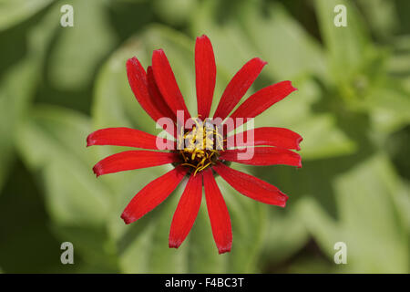 Zinnea Peruviana, peruanische Zinnie Stockfoto