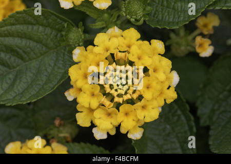 Lantana Camara Esperanta gelb, spanische Flagge Stockfoto