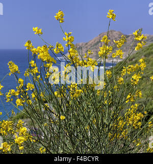 Spartium Junceum, Ginsters, Corsica Stockfoto