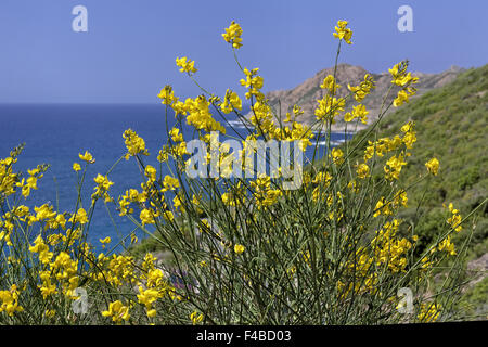 Spartium Junceum, Ginsters, Corsica Stockfoto