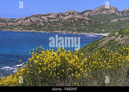 Spartium Junceum, Ginsters, Corsica Stockfoto