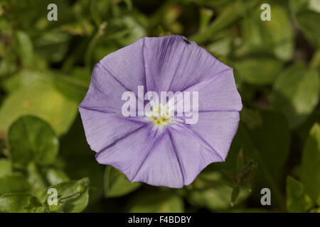 Convolvulus Sabatius, Blue Rock Ackerwinde Stockfoto