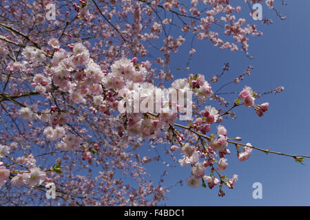 Japanischer Kirschbaum im Frühling, Deutschland Stockfoto