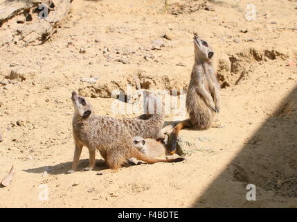 Familie der südafrikanischen Erdmännchen (Suricata Suricatta) stehen Wache, auf der Suche nach Gefahr, des Himmels Scannen Stockfoto