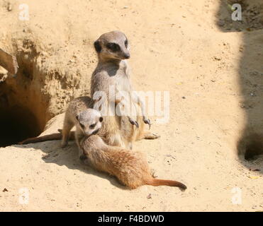 Zwei baby Welpen südafrikanischen Erdmännchen (Suricata Suricatta) zusammen mit ihrer Mutter, neben der Höhle Stockfoto