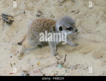 Niedliche Baby südafrikanischen Erdmännchen (Suricata Suricatta) laufen gegenüber seiner Mutter Stockfoto