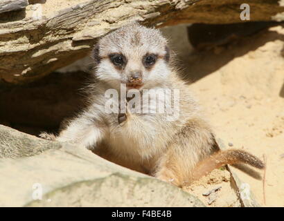 Niedlich und verspielt Baby südafrikanischen Erdmännchen (Suricata Suricatta) entstehen aus der Höhle Stockfoto