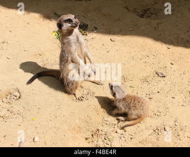 Juvenile südafrikanischen Erdmännchen (Suricata Suricatta) zusammen mit seiner Mutter, Wache stehen, schaut zum Himmel empor Stockfoto