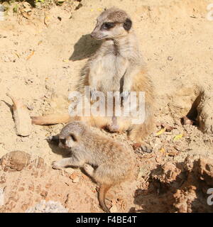 Juvenile südafrikanischen Erdmännchen (Suricata Suricatta) zusammen mit seiner Mutter Stockfoto