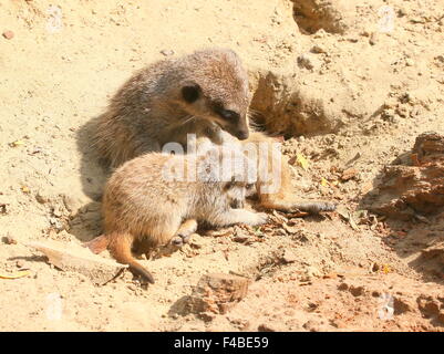 Juvenile südafrikanischen Erdmännchen (Suricata Suricatta) zusammen mit seiner Mutter Stockfoto