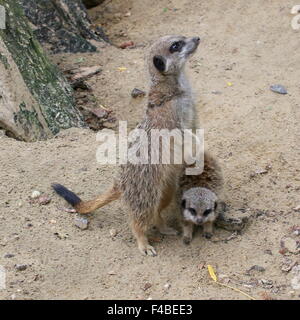 Baby südafrikanischen Erdmännchen (Suricata Suricatta) mit seiner Warnung Mutter schaut zum Himmel empor Stockfoto