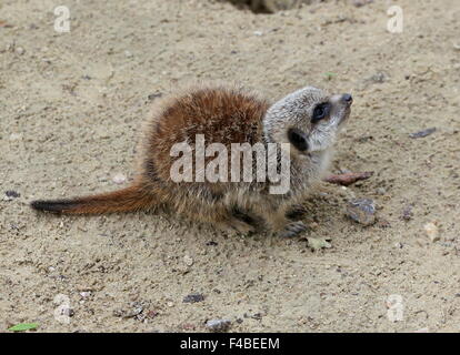 Niedliche Baby südafrikanischen Erdmännchen (Suricata Suricatta) Stockfoto
