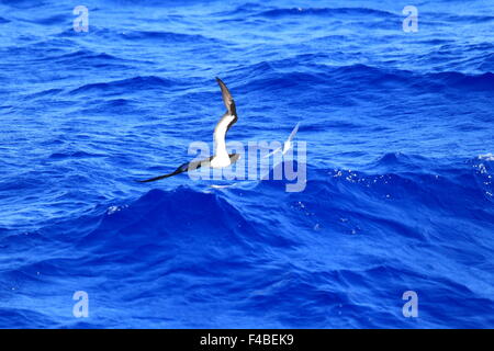 Braun Sprengfallen (Sula Leucogaster) in Japan Stockfoto