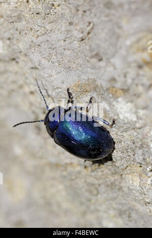 Chrysomela Coerulans, Mintleaf Käfer Stockfoto