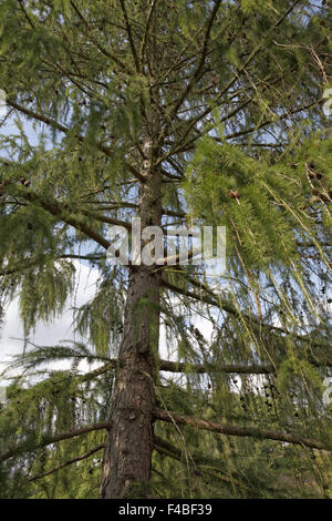 Larix Decidua, Europäische Lärche, gemeinsame Lärche Stockfoto