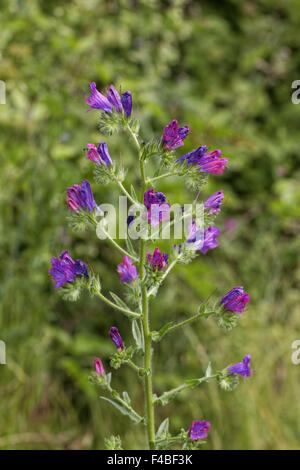 Echium Plantagineum, lila Viper Bugloss Stockfoto