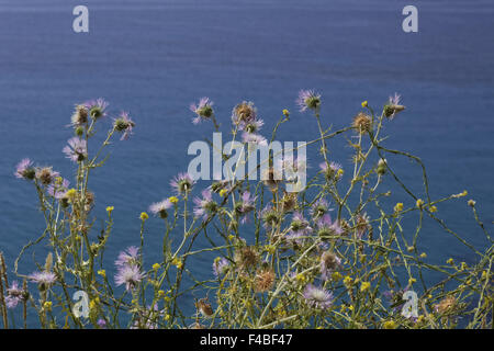 Galactites Tomentosa, lila Mariendistel Stockfoto