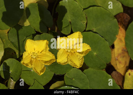 Nymphoides Peltata, Fransen Seerose Stockfoto