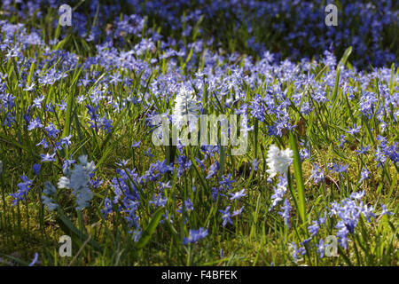 Scilla Siberica, Sibirischer Blaustern, Holz Blaustern Stockfoto