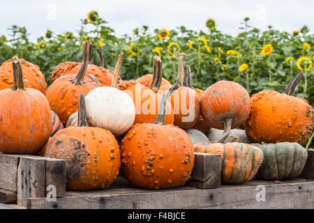 Warenkorb der Kürbisse mit Sonnenblumen Stockfoto