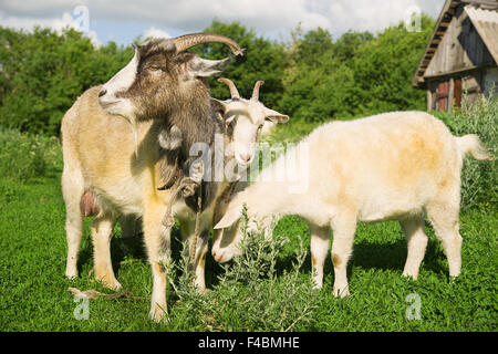 Ziege und zwei Kinder auf dem grünen Rasen grasen Stockfoto