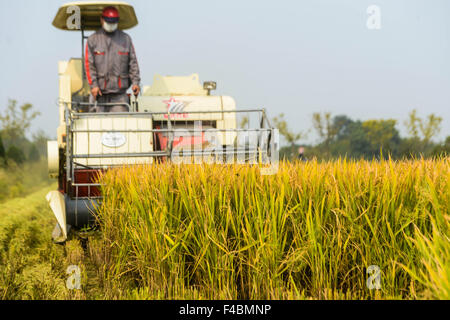 Huzhou, China Zhejiang Provinz. 16. Oktober 2015. Ein Reaper erntet Reis in einem Reisfeld in Huzhou, Ost-China Zhejiang Provinz, 16. Oktober 2015. © Xu Yu/Xinhua/Alamy Live-Nachrichten Stockfoto