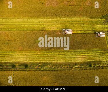 Huzhou, China Zhejiang Provinz. 16. Oktober 2015. Schnitter ernten Reis in einem Reisfeld in Huzhou, Ost-China Zhejiang Provinz, 16. Oktober 2015. © Xu Yu/Xinhua/Alamy Live-Nachrichten Stockfoto