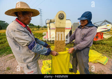 Huzhou, China Zhejiang Provinz. 16. Oktober 2015. Bauern sammeln neu geernteten Reis in einem Reisfeld in Huzhou, Ost-China Zhejiang Provinz, 16. Oktober 2015. © Xu Yu/Xinhua/Alamy Live-Nachrichten Stockfoto