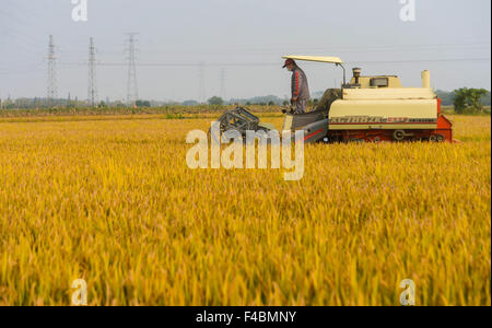 Huzhou, China Zhejiang Provinz. 16. Oktober 2015. Ein Reaper erntet Reis in einem Reisfeld in Huzhou, Ost-China Zhejiang Provinz, 16. Oktober 2015. © Xu Yu/Xinhua/Alamy Live-Nachrichten Stockfoto