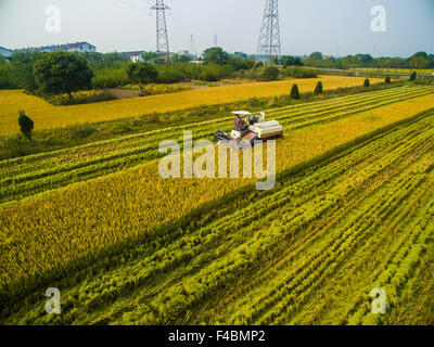 Huzhou, China Zhejiang Provinz. 16. Oktober 2015. Ein Reaper erntet Reis in einem Reisfeld in Huzhou, Ost-China Zhejiang Provinz, 16. Oktober 2015. © Xu Yu/Xinhua/Alamy Live-Nachrichten Stockfoto