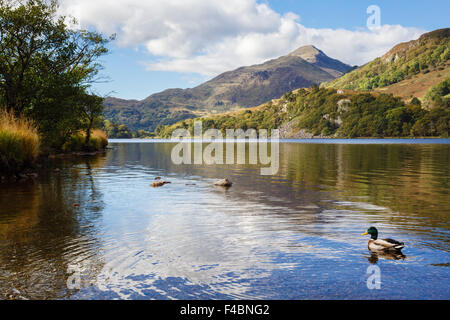 Stockente auf Llyn Gwynant See spiegelt Jahre Aran Berg in Nantgwynant Tal in Snowdonia National Park (Eryri) Landschaft. Nant Gwynant Wales UK Stockfoto