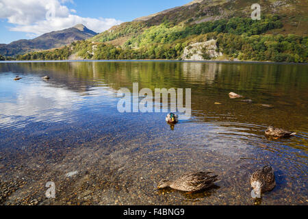 Stockenten (Anas platyrhynchos) auf Llyn Gwynant See in Snowdonia National Park (Eryri). Beddgelert, Gwynedd, Wales, Großbritannien, Großbritannien Stockfoto