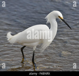 Snowy Egret (Egretta thula) Stockfoto
