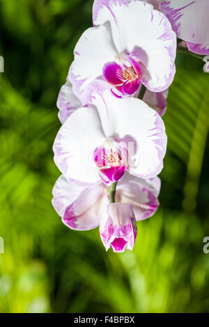 Weiß und Lila Blüten der Orchideen (Phalaenopsis) blühen Stockfoto