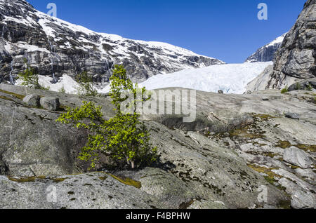 Gletscher Nigaardsbreen, Jostedalsbreen NP, Norwegen Stockfoto