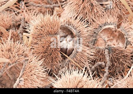 im Herbst Kastanien Stockfoto