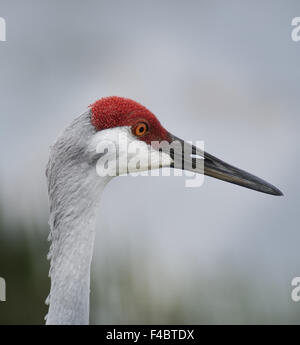 Sandhill Kran Portrait Stockfoto