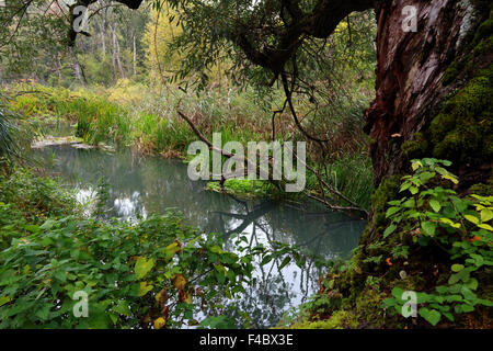 Danube Aue Wald, Deutschland, Bayern Stockfoto