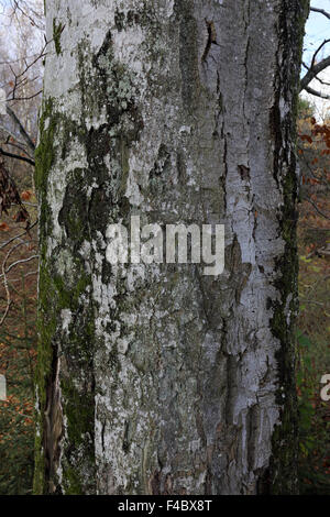 Buche (Fagus Sylvatica), Stamm und Rinde Stockfoto