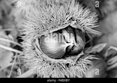 Reife Kastanien mit Frucht-Kapsel Stockfoto