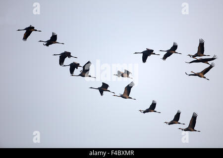 Migrationshintergrund Krane in Norther Deutschland Stockfoto