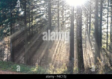Sonne scheint durch den Wald mit Nebel Stockfoto
