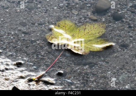 Ahornblatt im Sonnenlicht unter Wasser Stockfoto