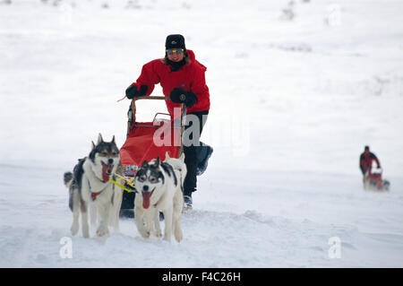 Eine Frau mit einem Hundeschlitten. Stockfoto
