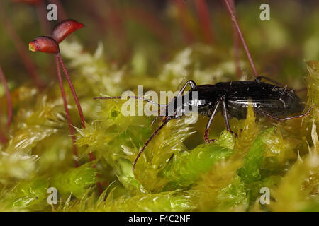 Limodromus (Platynus) assimilis Stockfoto