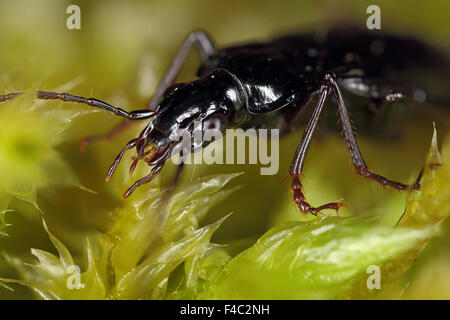 Limodromus (Platynus) assimilis Stockfoto